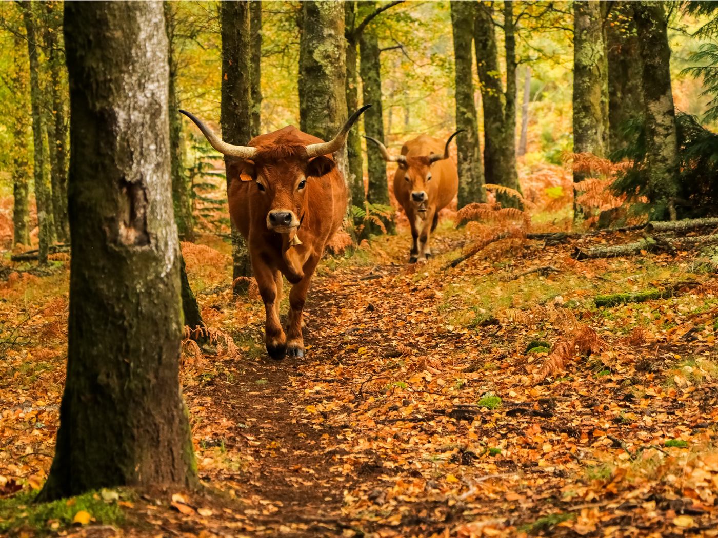 Caminho florestal no outono com vacas cachenas no Parque Nacional da Peneda-Gerês