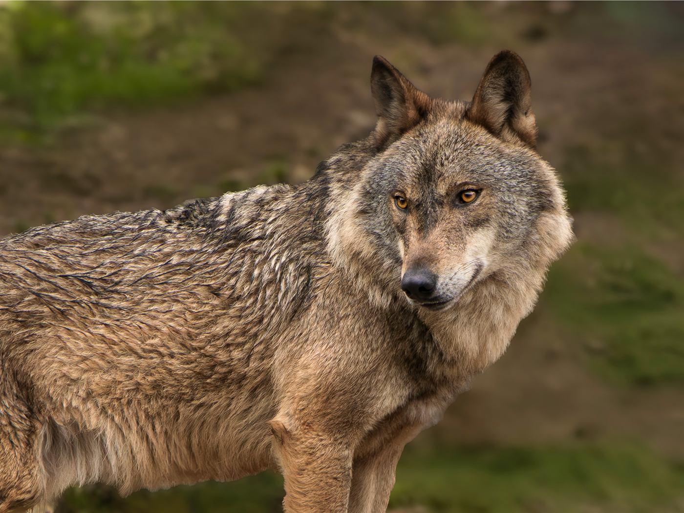 Lobo ibérico a olhar para a câmara no Parque Nacional da Peneda-Gerês