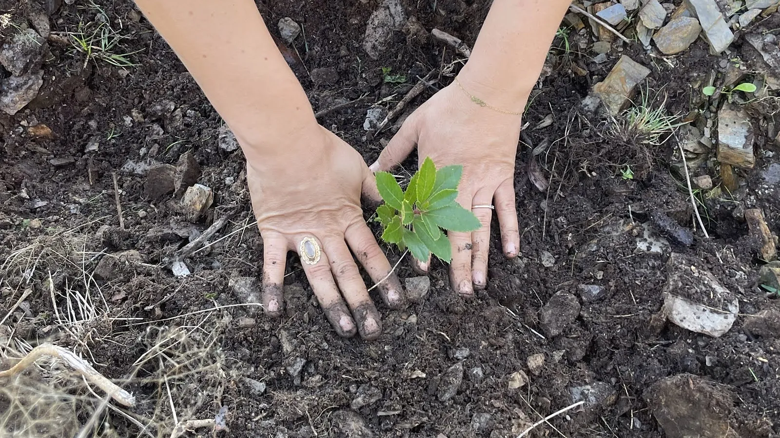 Planting native holly during a community reforestation day in northern Portugal (illustrative photo, not from the WWF project).