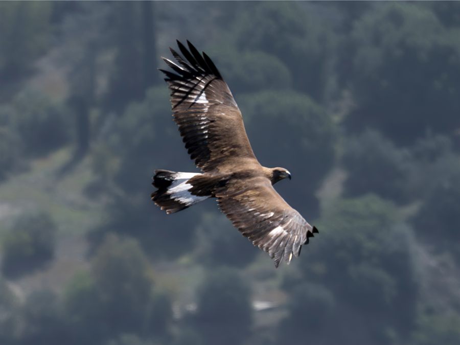 Águia-real em voo sobre o Parque Nacional da Peneda-Gerês