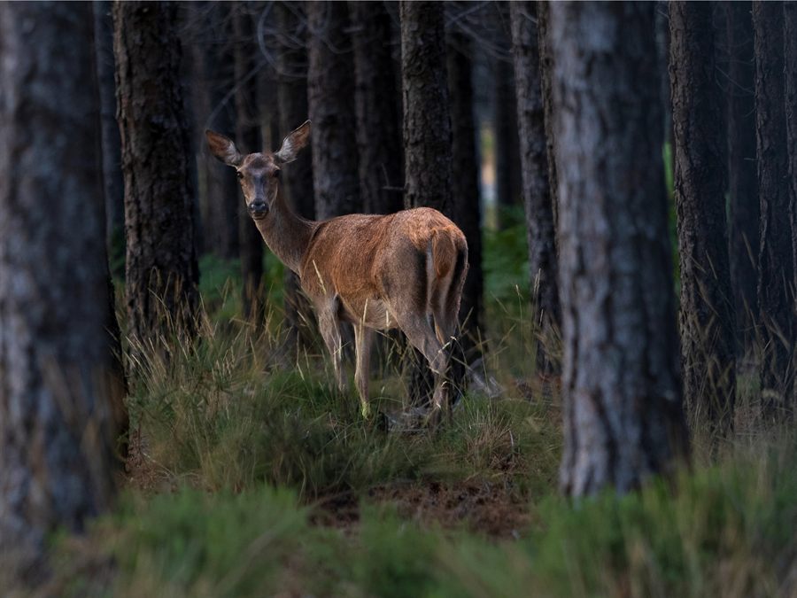Corço numa floresta do Parque Nacional da Peneda-Gerês