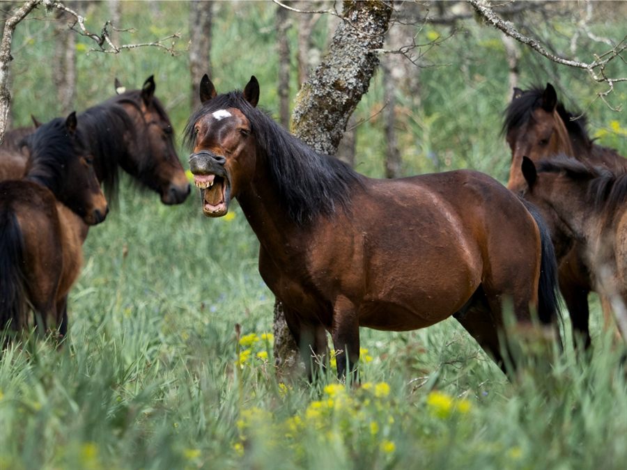 Grupo de cavalos garranos num bosque do Parque Nacional da Peneda-Gerês