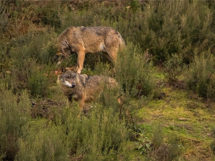 Dois lobos ibéricos entre a vegetação do Parque Nacional da Peneda-Gerês