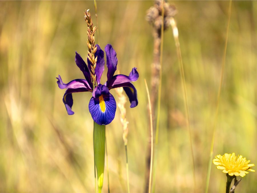 Lírio violeta em flor num prado do Parque Nacional da Peneda-Gerês