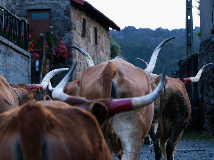 Vaches barrosãs dans une rue de village du Parc National de Peneda-Gerês