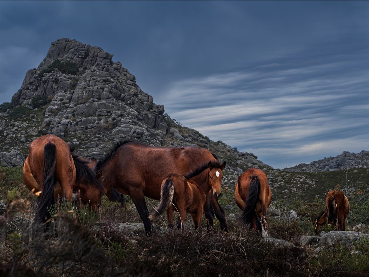 Chevaux garranos en liberté devant la montagne granitique, dans le Parc National de Peneda-Gerês