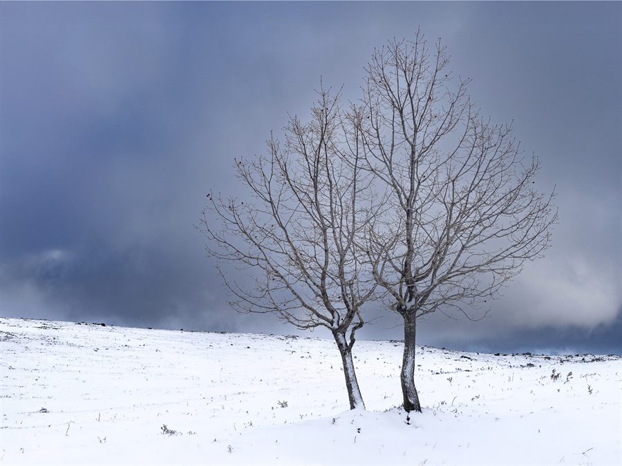 Bare trees in a snow-covered field in winter in Peneda-Gerês National Park