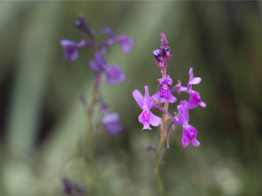 Violet flowers in bloom in spring in Peneda-Gerês National Park