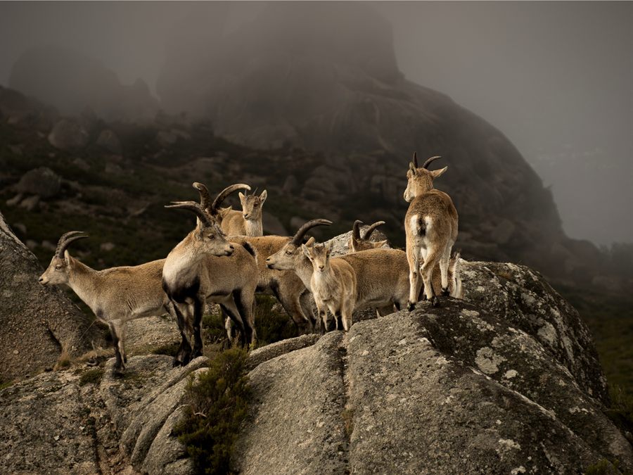 Group of Iberian ibex on the rocks in Peneda-Gerês National Park