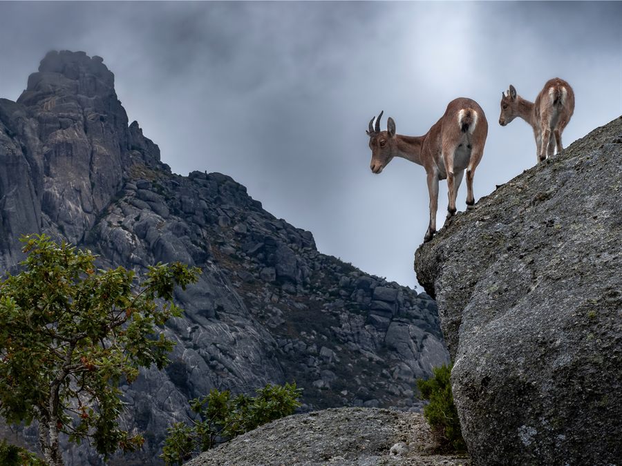 Bouquetins ibériques sur une falaise de granit dans le Parc National de Peneda-Gerês