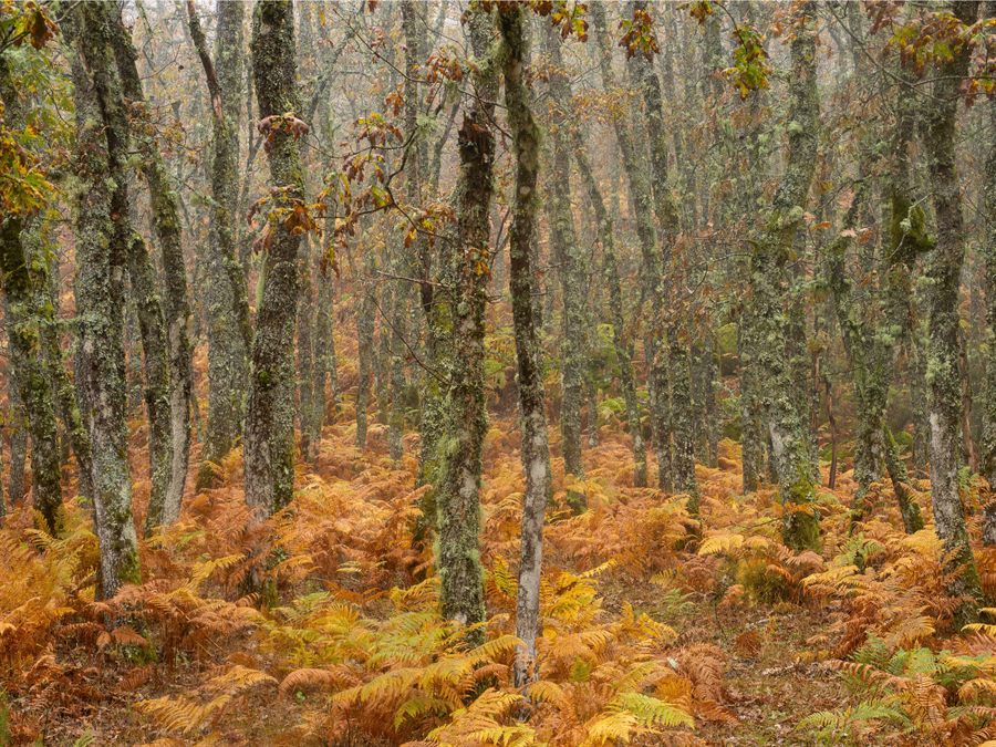 Chênaie aux fougères en automne dans le Parc National de Peneda-Gerês