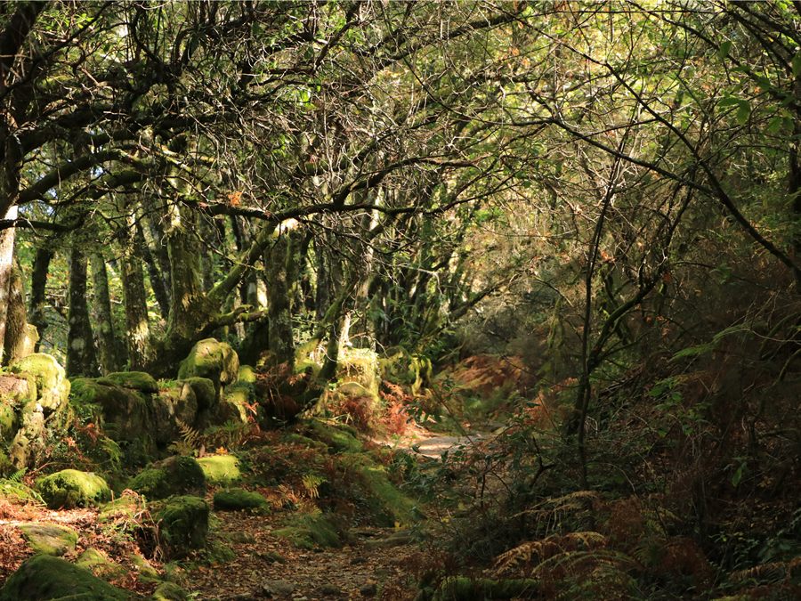 Sentier dans un bois aux rochers moussus du Parc National de Peneda-Gerês